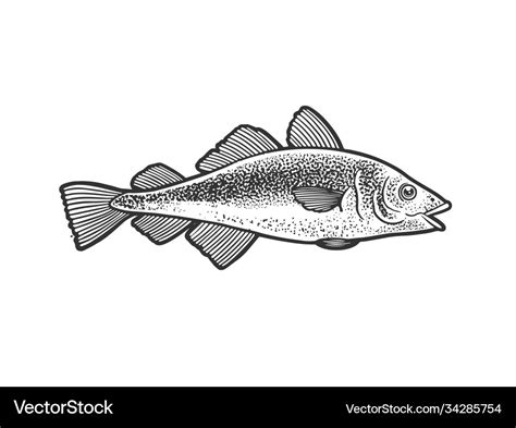 Atlantic cod fish sketch Royalty Free Vector Image