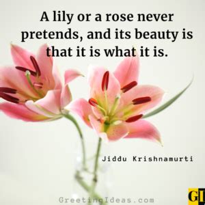 30 Best Lily Quotes And Sayings For A Pure Heart