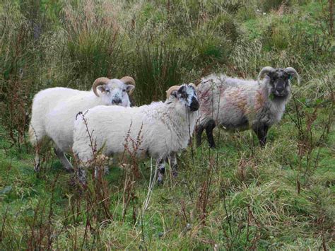 Boreray Sheep - Scottish Food Guide