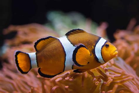 Popular Types Of Clownfish To Keep In Your Aquarium