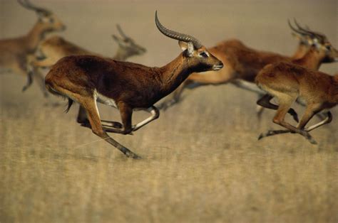 Black Lechwe Antelope Running Digital Art by Tom Brakefield - Fine Art America