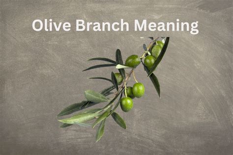 The Historic Olive Branch Meaning - SymbolScholar