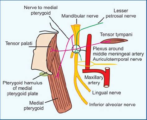 Dr Rajesh K Kaushal Anatomy Revision Programme INCORRECT, 49% OFF