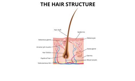 Understanding The Hair Growth Cycle