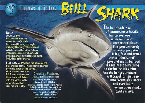 Bull Shark - Wierd N'wild Creatures Wiki