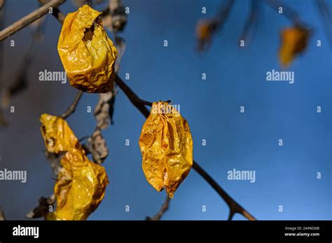 Withered cherry tomato on the vine after the first Autumn frost Stock Photo - Alamy