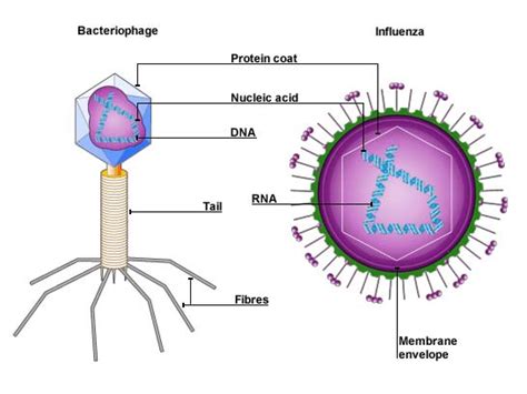 cell biology - Is "Virus" a part of Acaryote? - Biology Stack Exchange