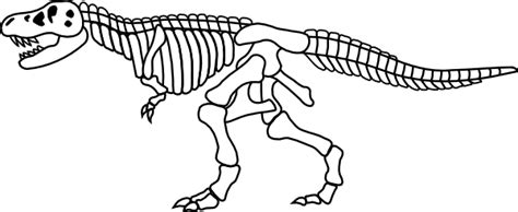 Collection of Dinosaur Bones PNG HD. | PlusPNG