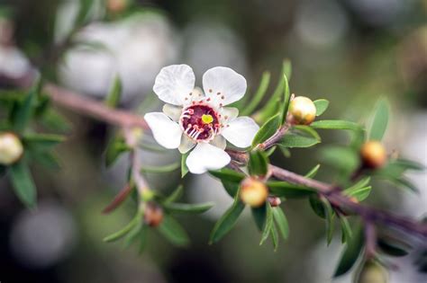 New Zealand Tea Tree Plant: Care and Growing Guide