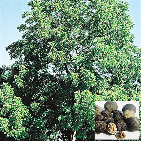 Black Walnut Tree | Gurney's Seed & Nursery Co.