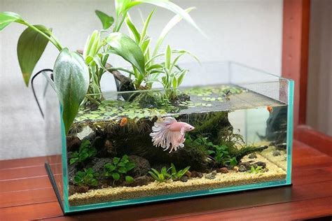 Do Betta Fish Need A Filter? - FishLab.com