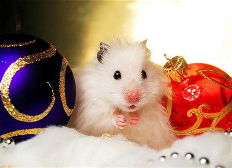 Beautiful Animals in Christmas Photography - 20 Photos of Cute Animals Enjoying Christmas