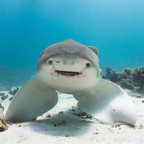 Smiling shark | Animals, Leopard shark, Sea animals