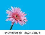 Daisies On Blue Background Free Stock Photo - Public Domain Pictures