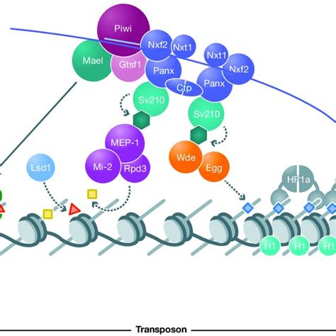 RITS-mediated heterochromatin formation model. | Download Scientific Diagram