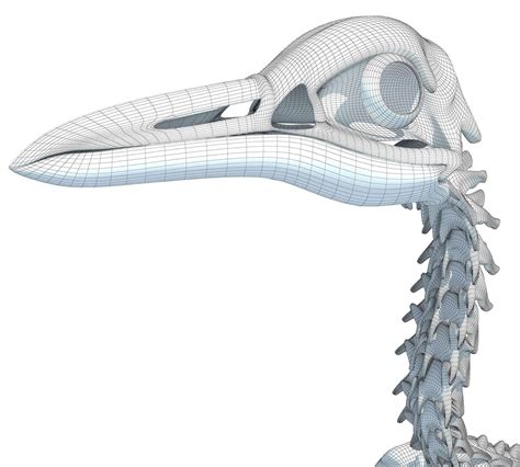 Penguin Skeleton - 3D Model by 3D Horse