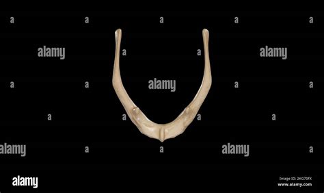 Superior view of Hyoid Bone Stock Photo - Alamy