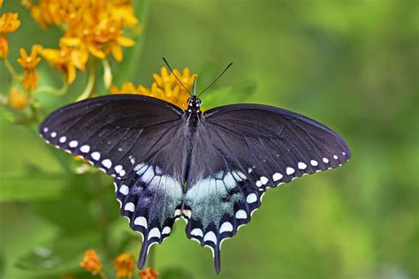 How to Attract a Spicebush Swallowtail Butterfly - Birds and Blooms