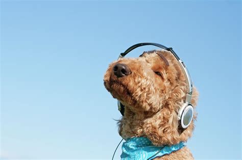 A Dog Listening To Music With Headphone Photograph by Artparadigm