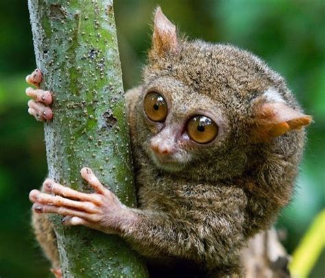 Tarsier Facts - Animal Facts Encyclopedia | Tarsier, Primates, Animal facts