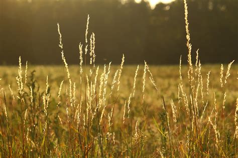 Know your pastures before you start grazing - Farm and Dairy