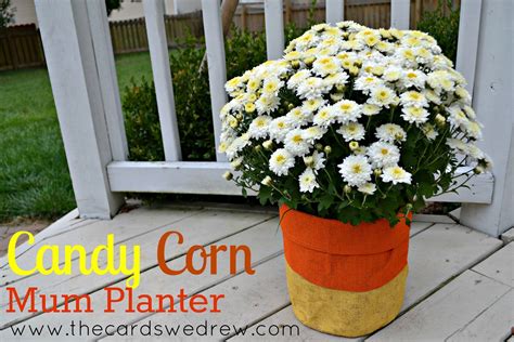 Candy Corn Mum Planter - The Cards We Drew