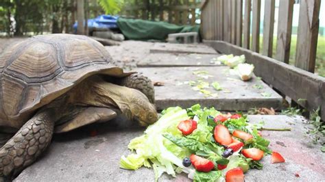 Timelapse of Tortoise Eating by Matthew Hoyos - YouTube