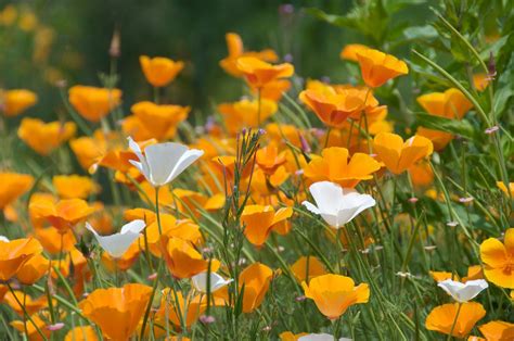 Orange Poppies 3 Free Photo Download | FreeImages