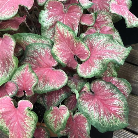 HEART TO HEART® 'Tickle Me Pink' Caladium - Garden Crossings