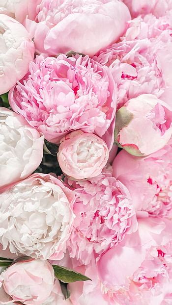 Flowers, Pink, Flower, Plant, Buds, Pion, Peony HD phone wallpaper | Pxfuel