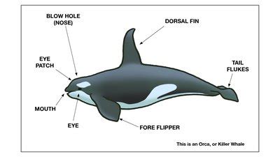 Diagram - name two whale parts