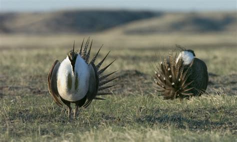 Greater Sage-Grouse | Species | WWF