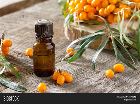 Seabuckthorn Berries Image & Photo (Free Trial) | Bigstock