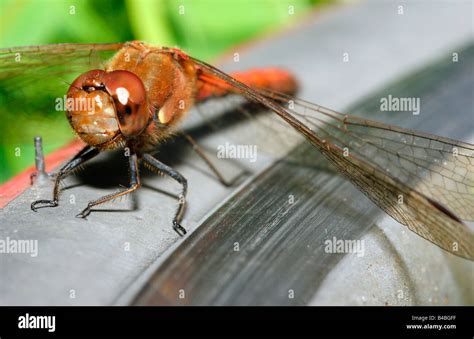 Dragonfly facet composite eyes front head whole body close up detail ...