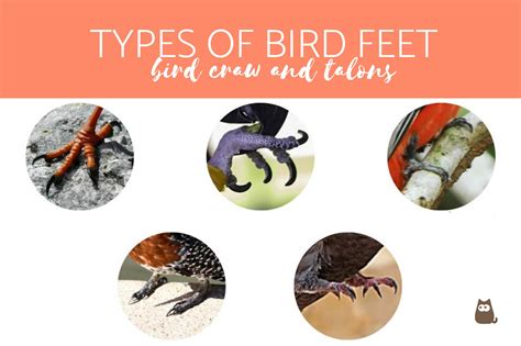 Types of Bird Feet - Bird Talons and Claws