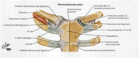 Sternoclavicular Joint - Physiopedia