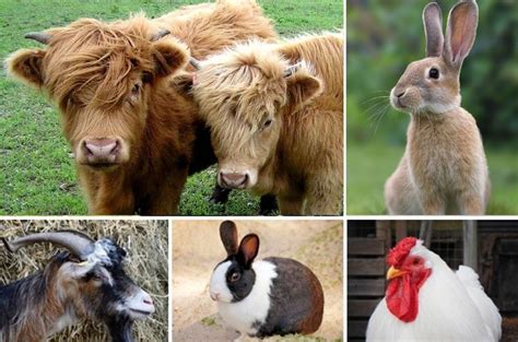 How to Choose the Best Homestead Animals – Feminologie