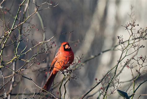 Rare winter bird bingo - Manitoba Co-operator