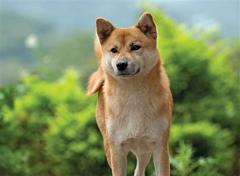 Shiba Inu | Breed, Care, Upkeep, Temperament, Overview, Description ...