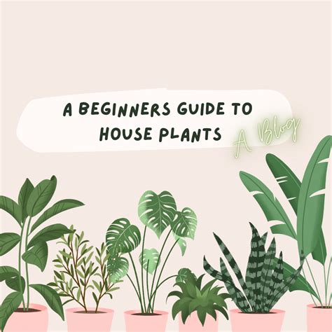 A Beginners Guide To House Plants - Happy Hour Copy