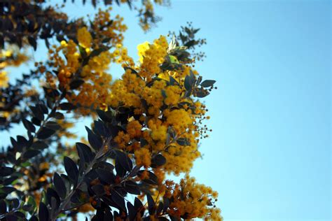 Yellow Acacia Tree Flowers Free Stock Photo - Public Domain Pictures