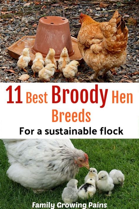 11 Best Broody Hen Breeds for a Sustainable Flock » Homesteading Where ...