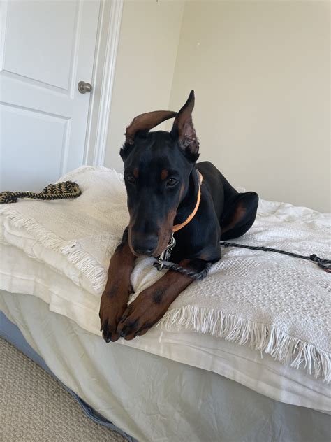 advice on ears | Doberman Forum : Doberman Breed Dog Forums