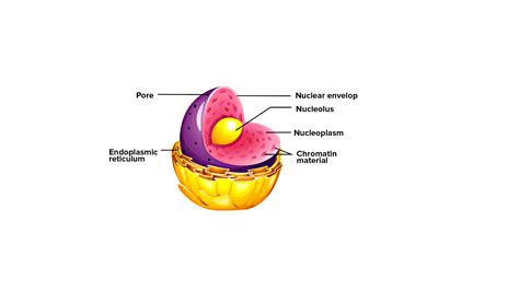 Why is nucleus important to a plant cell?