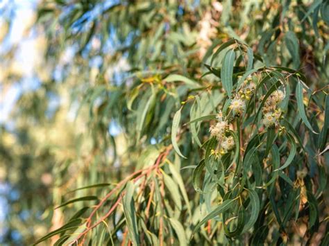 Pros and Cons: The Eucalyptus Trees