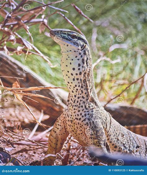 Argus Monitor Close Up Portrait Stock Image - Image of wildlife, portrait: 110093125