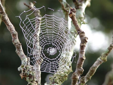 spider web and dew drops Free Photo Download | FreeImages