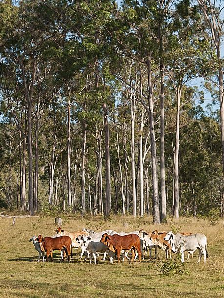 13,000+ Australian Farm Animals Stock Photos, Pictures & Royalty-Free Images - iStock