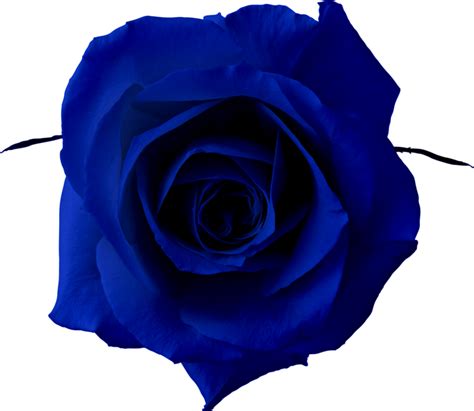 Blue rose Clip art - rose png download - 800*695 - Free Transparent Blue Rose png Download ...