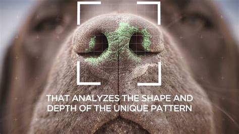 A Clever App That Uses Dogs' Unique 'Nose Print' to Identify and ...